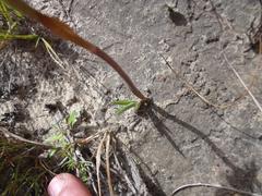 Eulophia hians hians