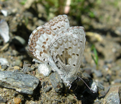 Celastrina asheri