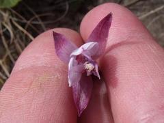 Eulophia hians hians