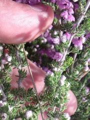 Erica chamissonis chamissonis