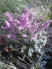 Erica chamissonis chamissonis