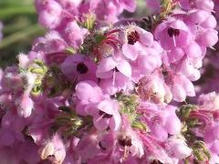 Erica chamissonis chamissonis