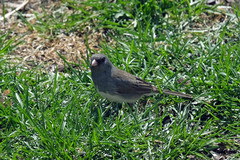 Junco hyemalis