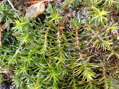 Polytrichum longisetum