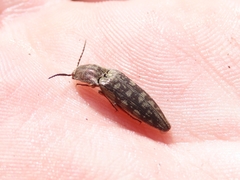 Actenicerus cuprascens