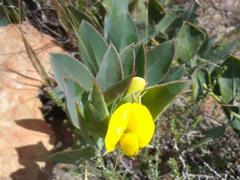 Rafnia elliptica