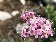 Valeriana tuberosa