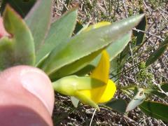 Rafnia elliptica