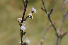 Symphyotrichum graminifolium