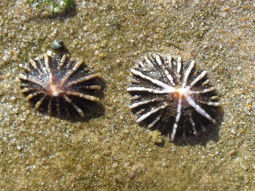 Siphonaria concinna G.B.Sowerby I, 1823