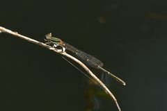 Platycnemis phyllopoda
