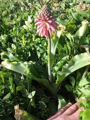 Veltheimia bracteata