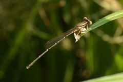 Platycnemis phyllopoda