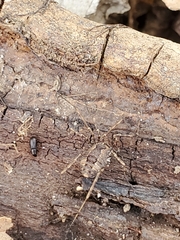 Hadrobunus maculosus