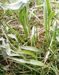 Ranunculus illyricus