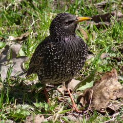 Sturnus vulgaris