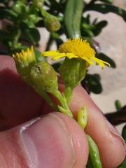 Senecio maritimus