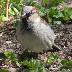 Passer domesticus
