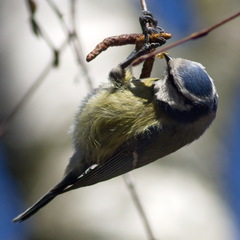 Cyanistes caeruleus