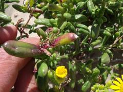 Senecio maritimus