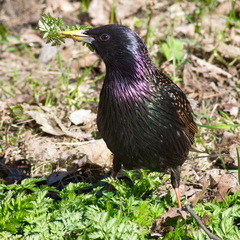 Sturnus vulgaris