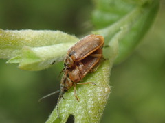 Galerucella lineola