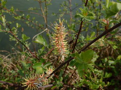 Salix
