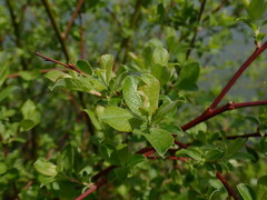 Salix