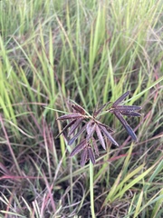 Cyperus
