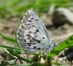 Celastrina asheri