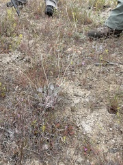 Eriogonum strictum