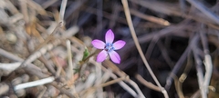 Gilia nevinii