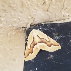 Sabulodes edwardsata