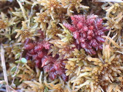 Sphagnum medium