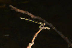 Platycnemis phyllopoda