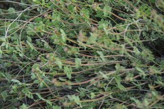 Coronilla minima lotoides