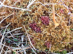 Sphagnum medium