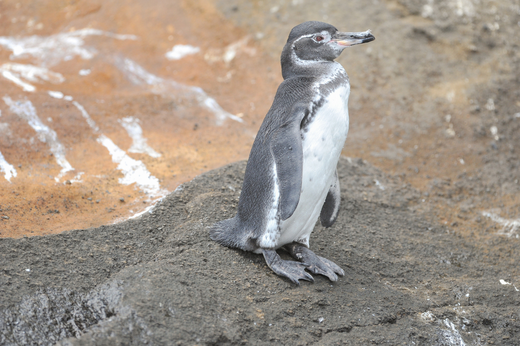 destilación De acuerdo con cavar Pingüino de Galápagos (Spheniscus mendiculus) · iNaturalist Ecuador
