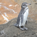Galápagos Penguin - Photo (c) Morten Ross, some rights reserved (CC BY-NC), uploaded by Morten Ross