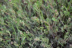 Coronilla minima lotoides