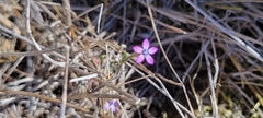 Gilia nevinii