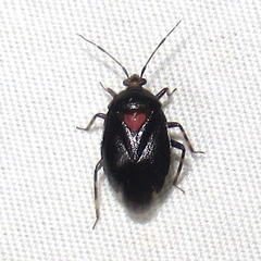 Deraeocoris sayi