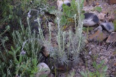 Helichrysum stoechas