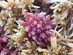 Sphagnum medium