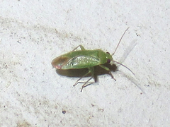 Dichaetocoris