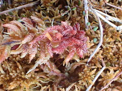 Sphagnum medium