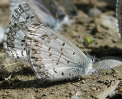Celastrina asheri