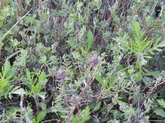 Coronilla minima lotoides