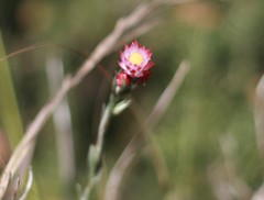 Achyranthemum affine