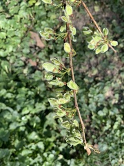 Magnoliopsida